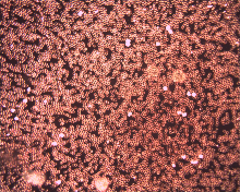 Naturheilpraxis Lührig