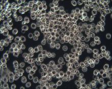 Naturhelpraxis Lührig